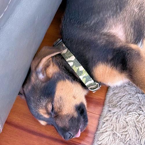 Enlarge Tree Bud, a ADOPTABLE Beagle in Toledo, OH image 2/3