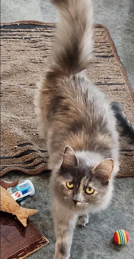 Destiny, Adoptable, Kitten Female Maine Coon & Domestic Long Hair.