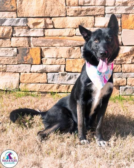 Enlarge Lacey, an adopted mixed breed in Guntersville, AL image 2/2