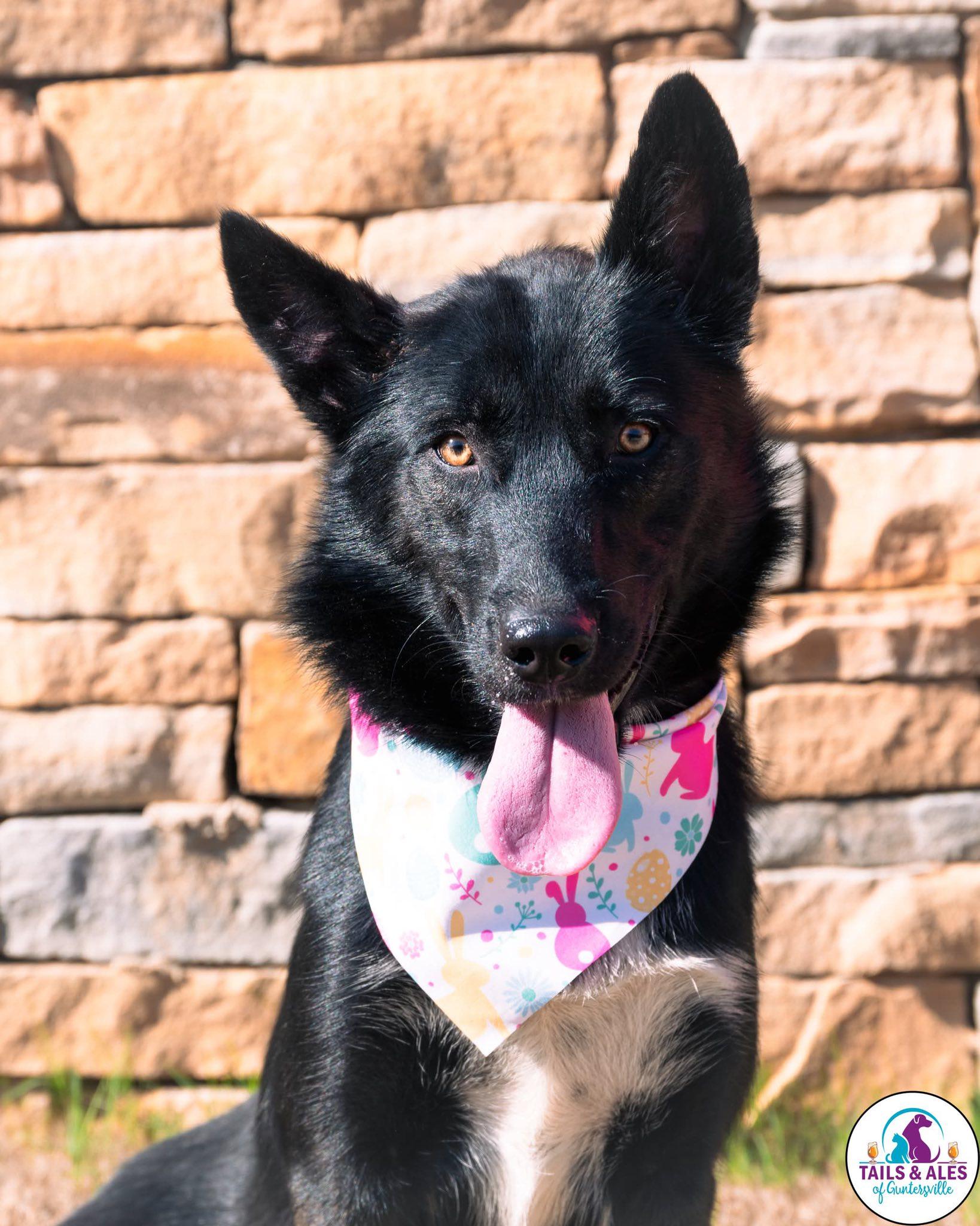 Enlarge Lacey, an adopted mixed breed in Guntersville, AL image 1/2