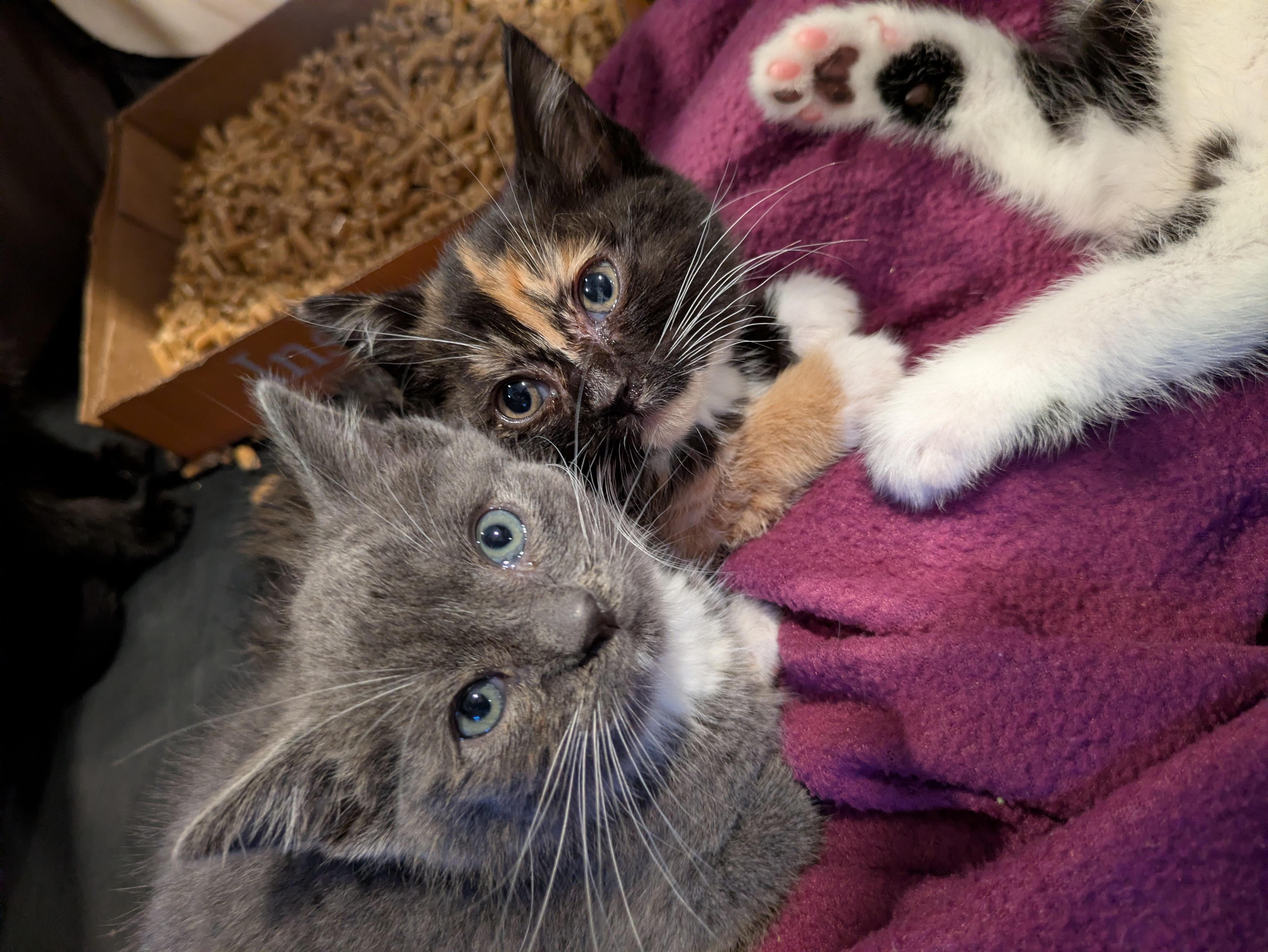 Lady Catherine, an adopted Domestic Short Hair in Haddon Heights, NJ image 2/3