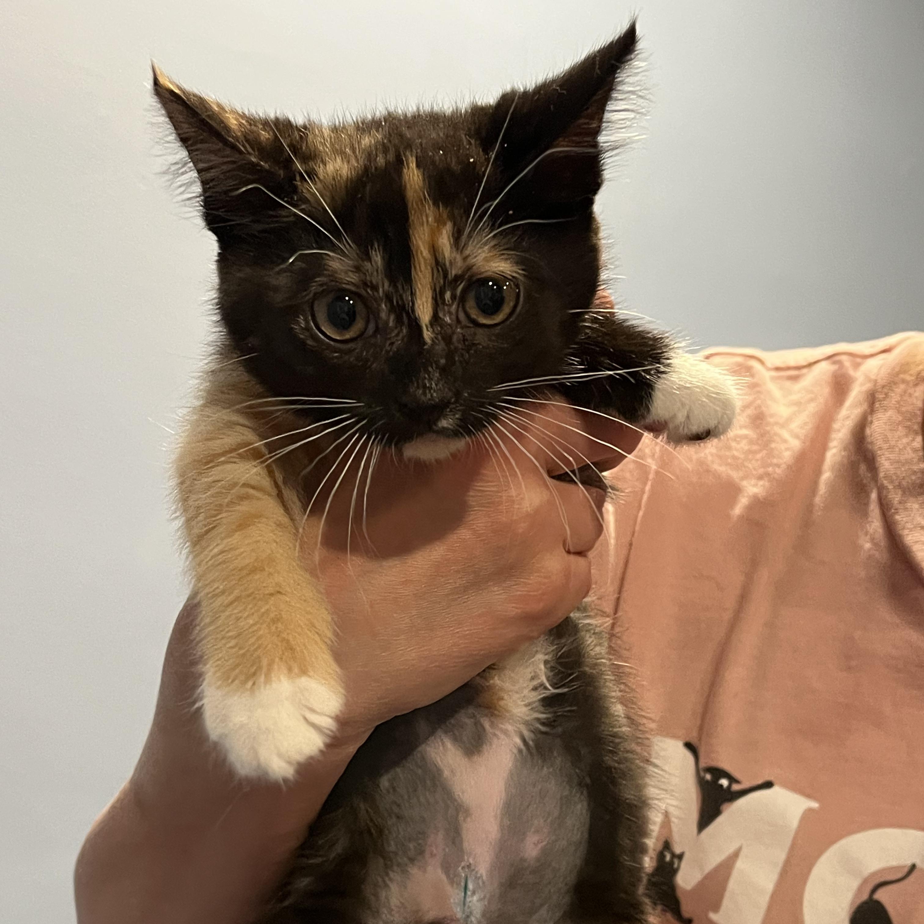 Lady Catherine, an adopted Domestic Short Hair in Haddon Heights, NJ image 1/3