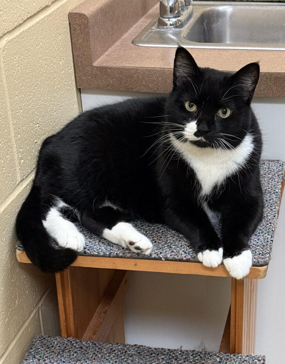 Enlarge Cookie, a ADOPTABLE Domestic Short Hair in Brownsville, VT image 1/1