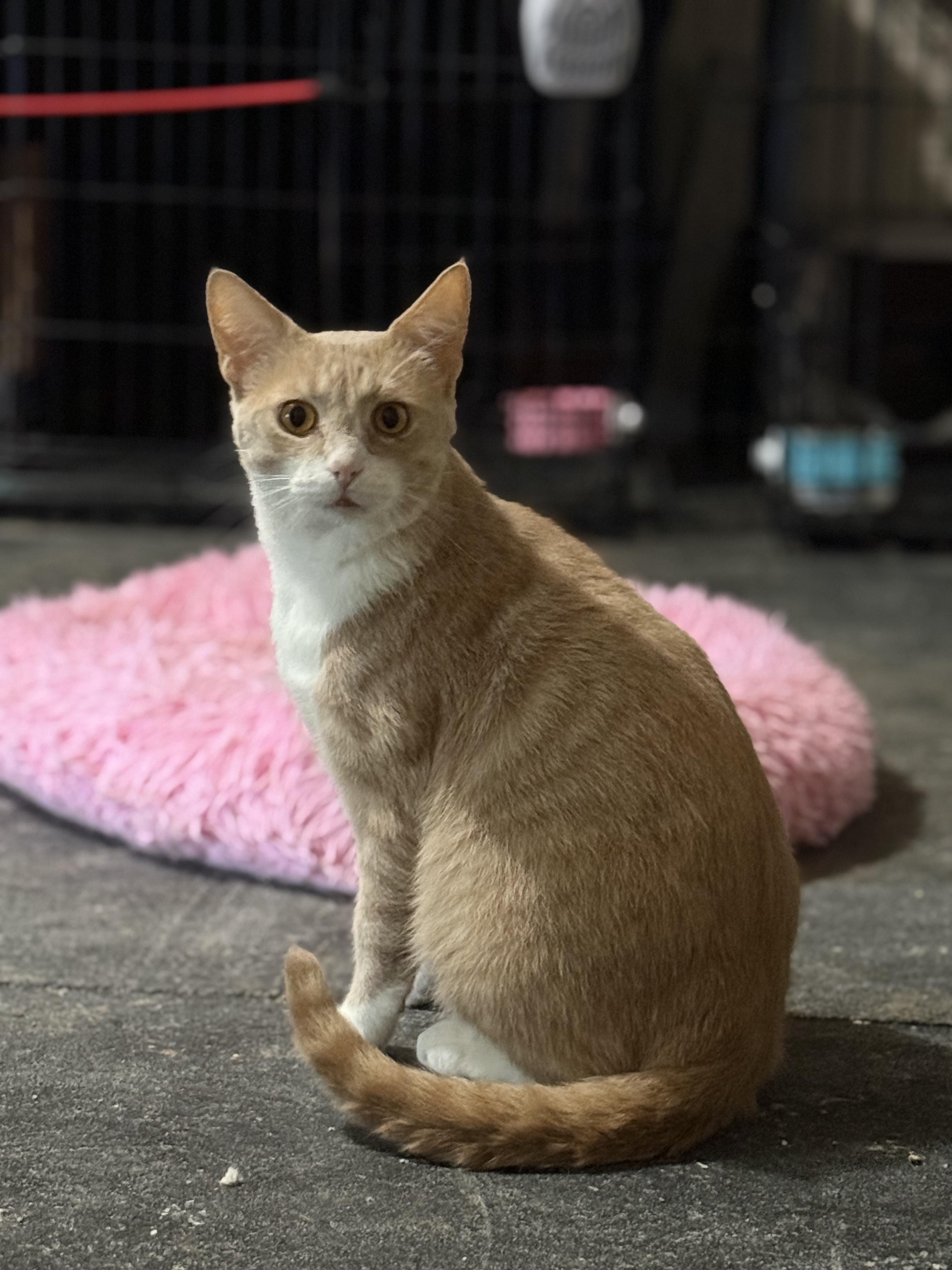 Teddy, Adoptable, Young Male Domestic Short Hair.