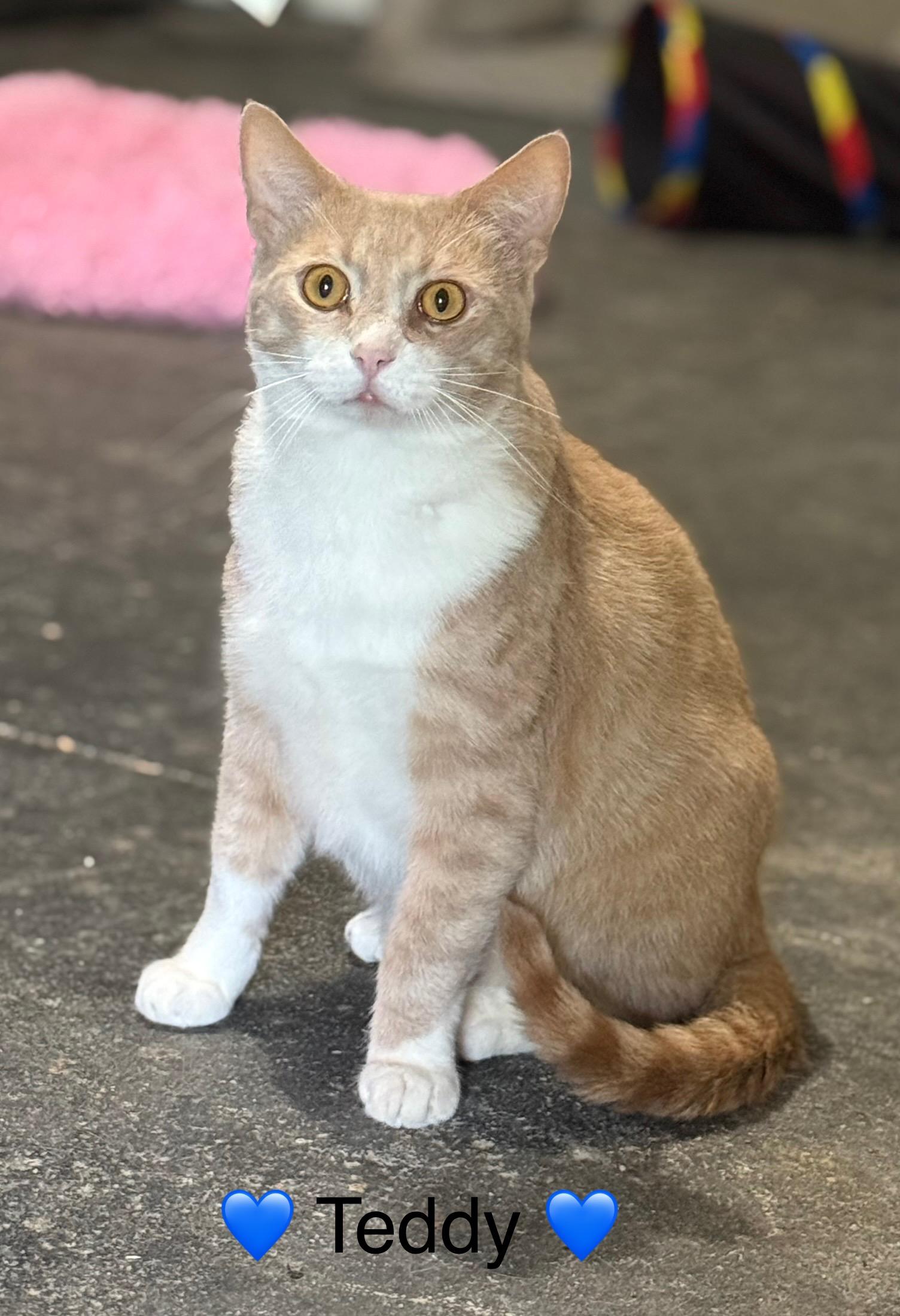 Enlarge Teddy, a Adoptable Domestic Short Hair in Copley, OH image 2/3