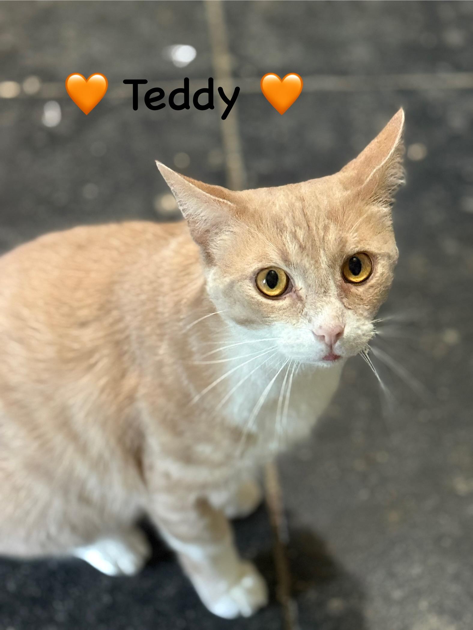 Enlarge Teddy, a Adoptable Domestic Short Hair in Copley, OH image 3/3