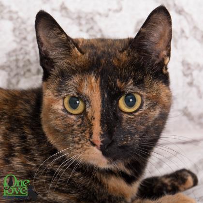 Moxie, Adoptable, Adult Female Domestic Short Hair & Domestic Short Hair.