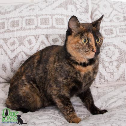 Enlarge Moxie, a Adoptable Domestic Short Hair in Savannah, GA image 2/3