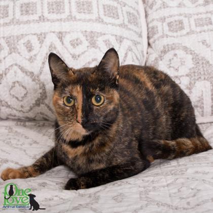 Enlarge Moxie, a Adoptable Domestic Short Hair in Savannah, GA image 2/3