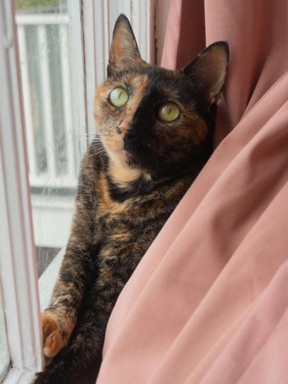 Enlarge Moxie, a Adoptable Domestic Short Hair in Savannah, GA image 3/3