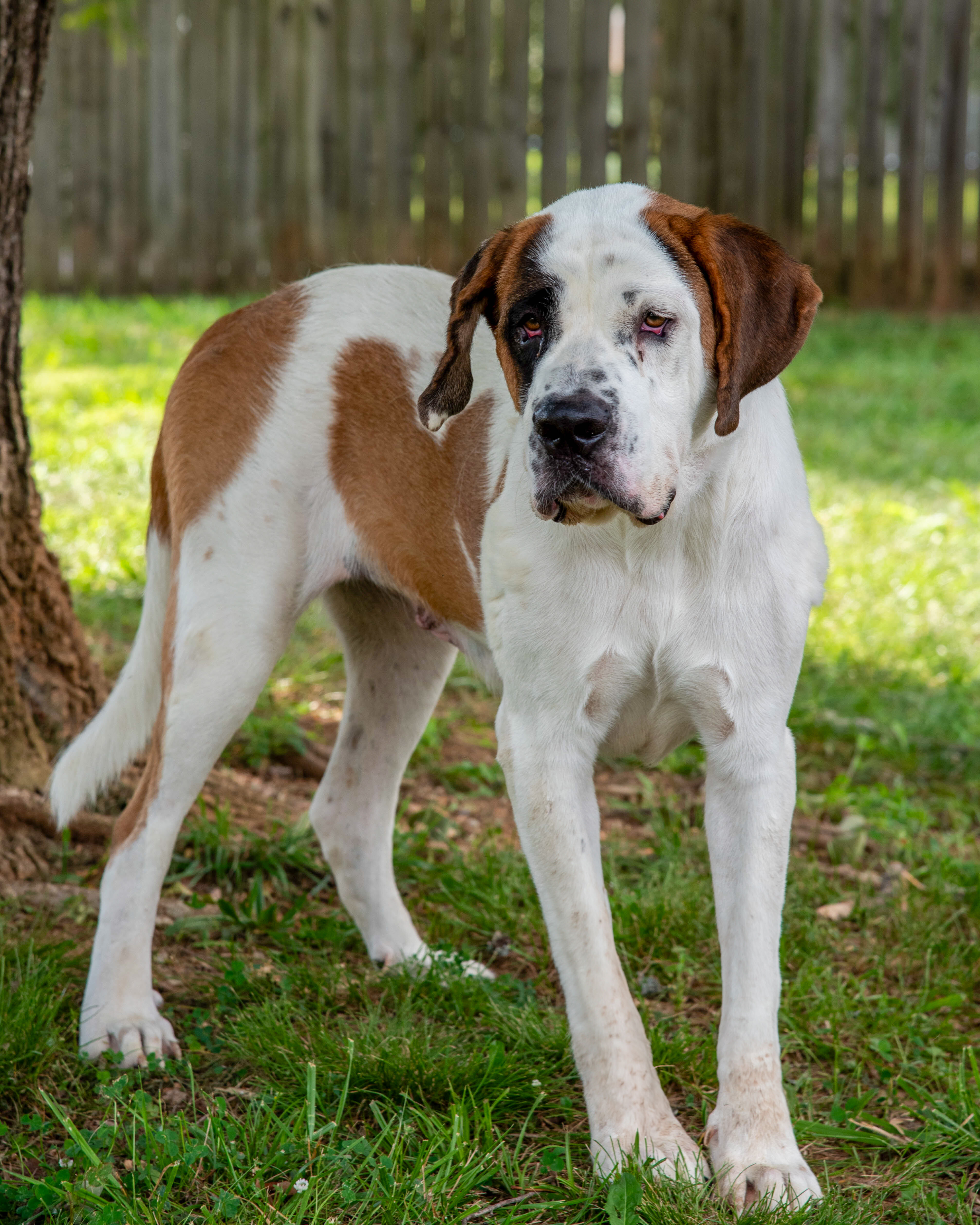 Dog for adoption Missy, a Saint Bernard in Inwood, WV Petfinder