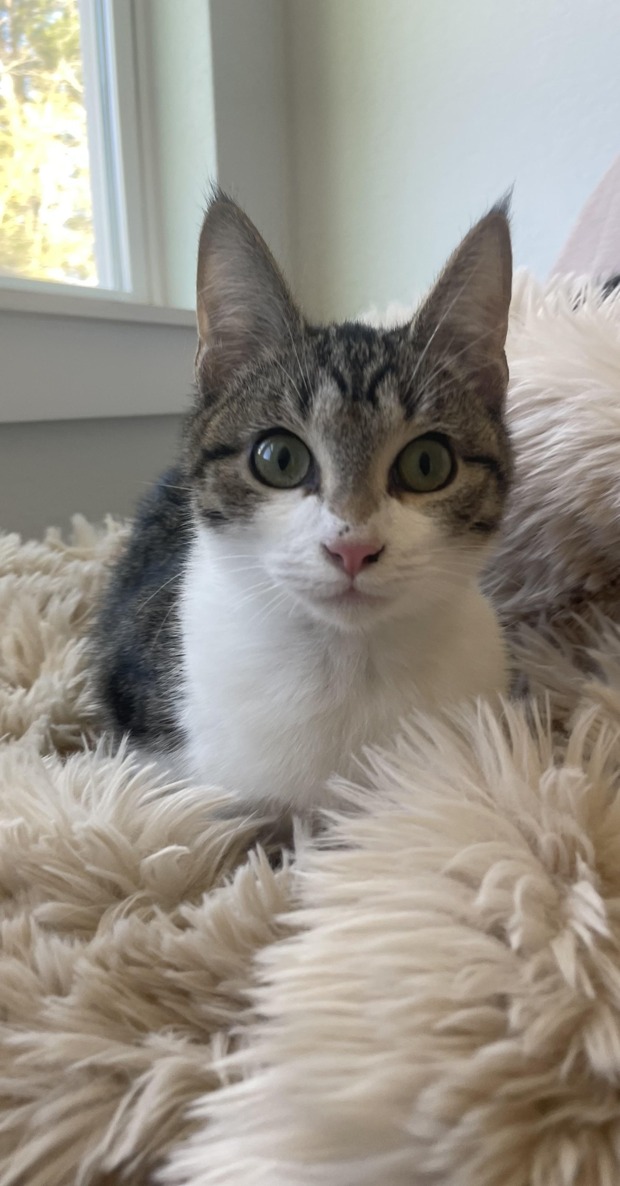 Beau , adopted, Kitten Male Domestic Short Hair.