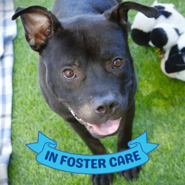 BUTCH, Adoptable, Adult Male American Staffordshire Terrier & Mixed Breed.