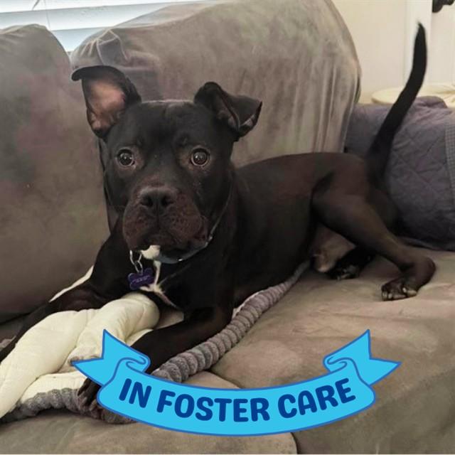 BUTCH, Adoptable, Adult Male American Staffordshire Terrier & Mixed Breed.