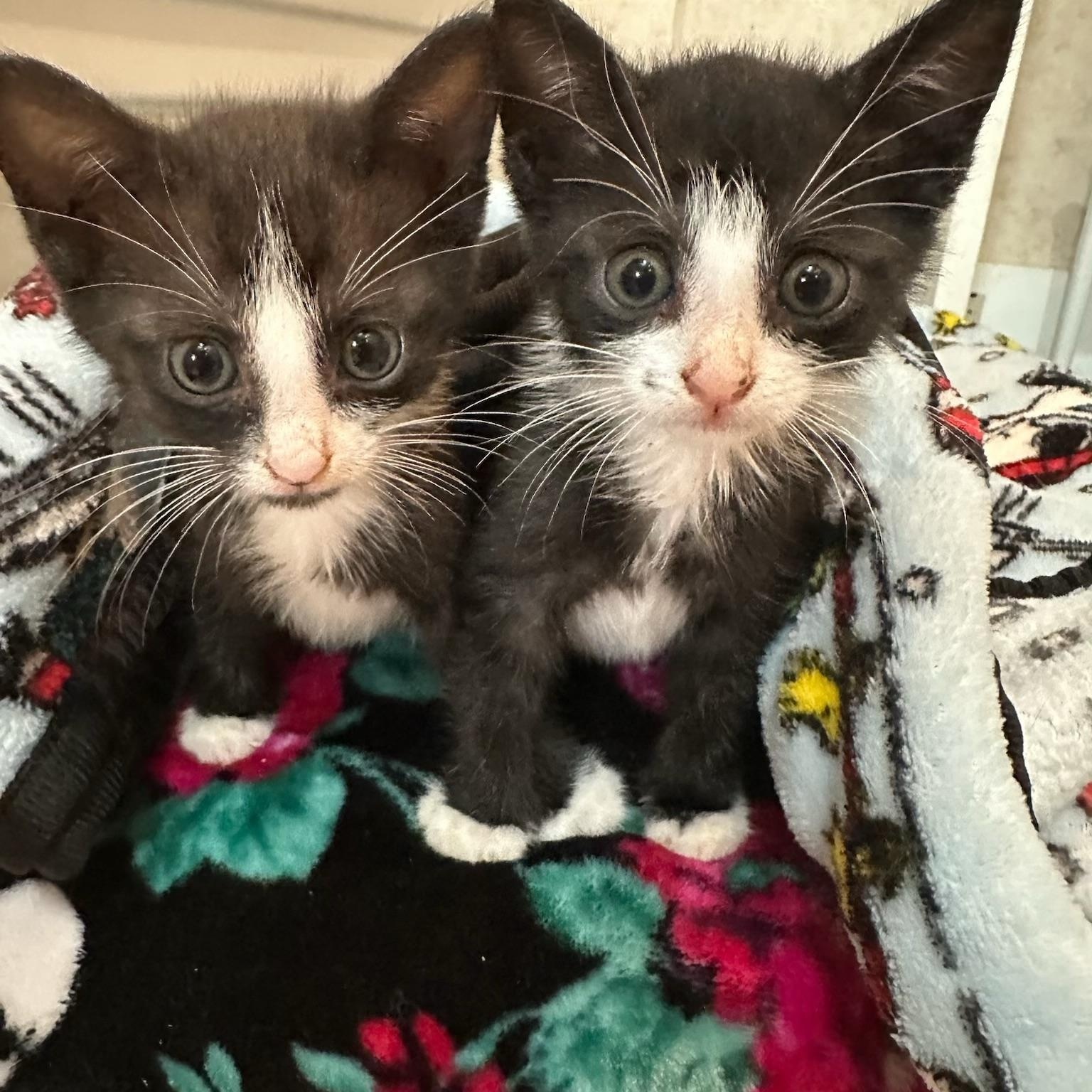 Persephone & Aurora BONDED, Baby Female Domestic Short Hair
