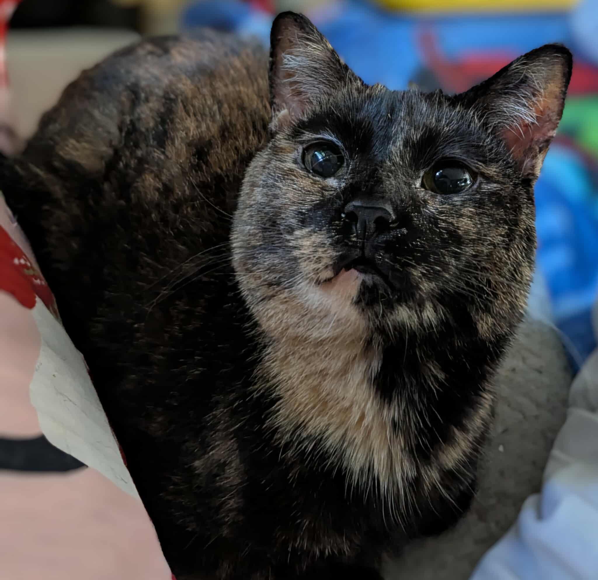 Flip Flop, Adoptable, Adult Female Domestic Short Hair.