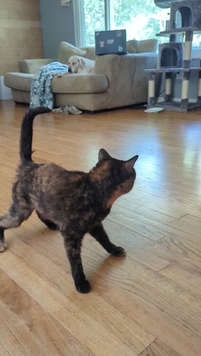 Enlarge Flip Flop, a Adoptable Domestic Short Hair in New Baltimore, MI video 3/3