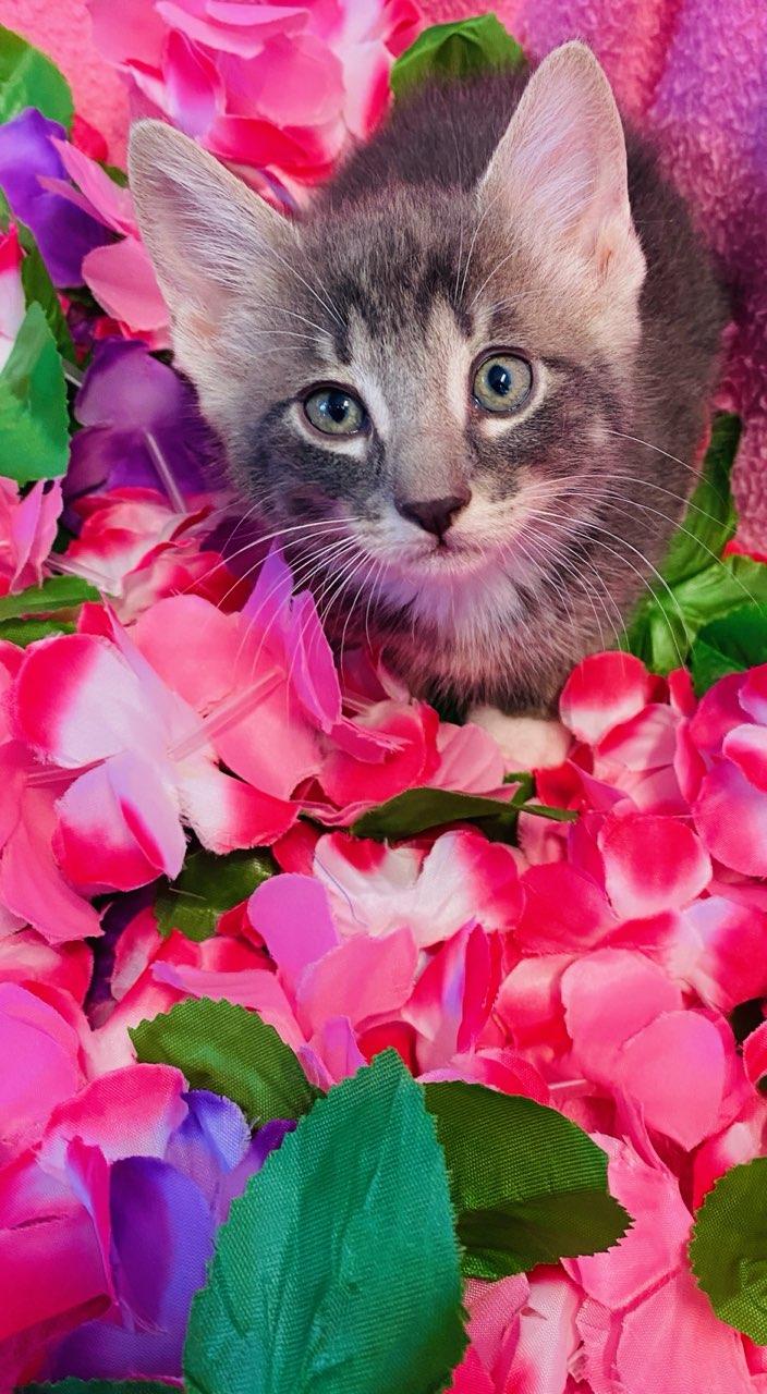 Dallas, an adopted Domestic Short Hair in Colusa, CA image 3/4