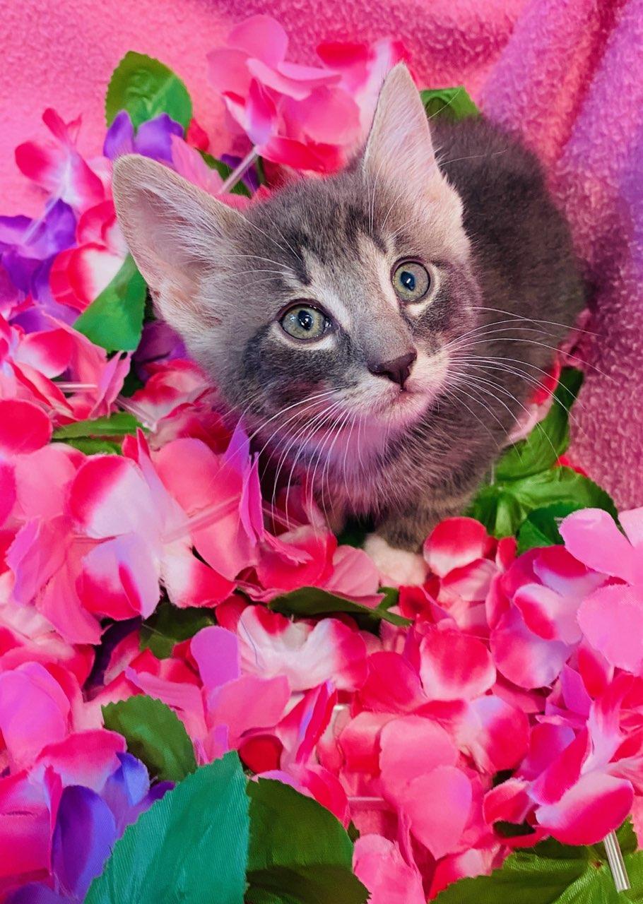 Dallas, an adopted Domestic Short Hair in Colusa, CA image 4/4