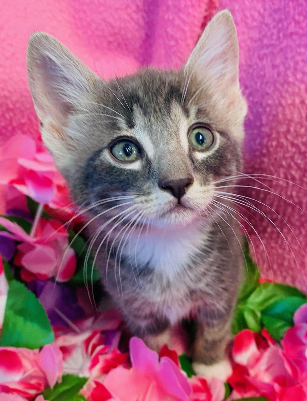 Dallas, an adopted Domestic Short Hair in Colusa, CA image 1/4