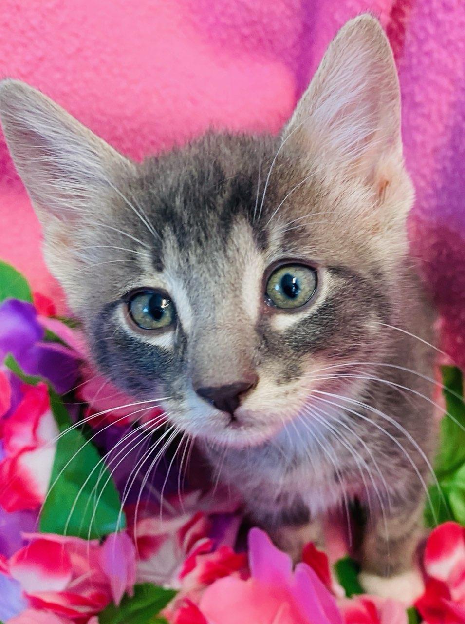 Dallas, an adopted Domestic Short Hair in Colusa, CA image 2/4