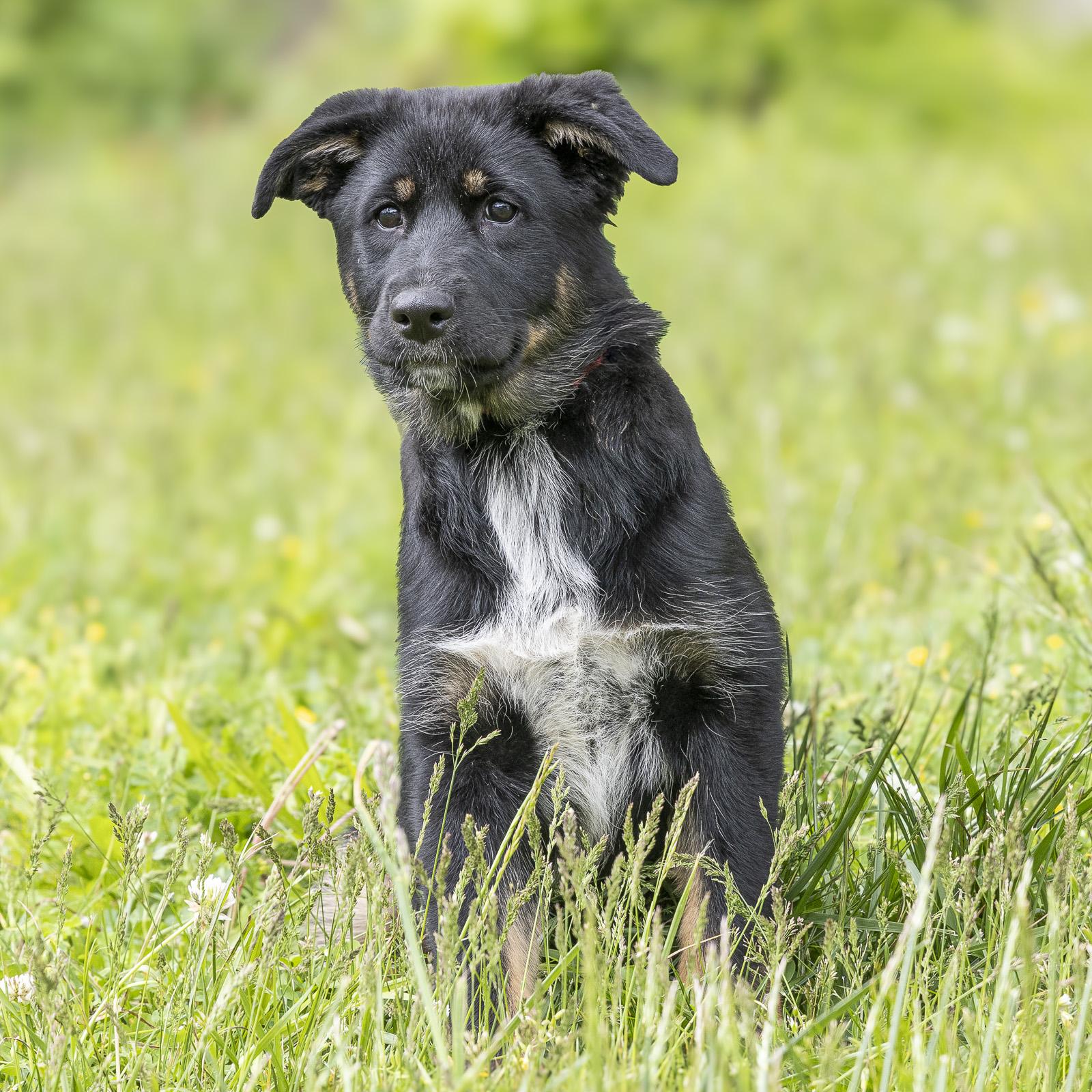 Enlarge Paisley, an adopted mixed breed in Stroudsburg, PA image 3/3