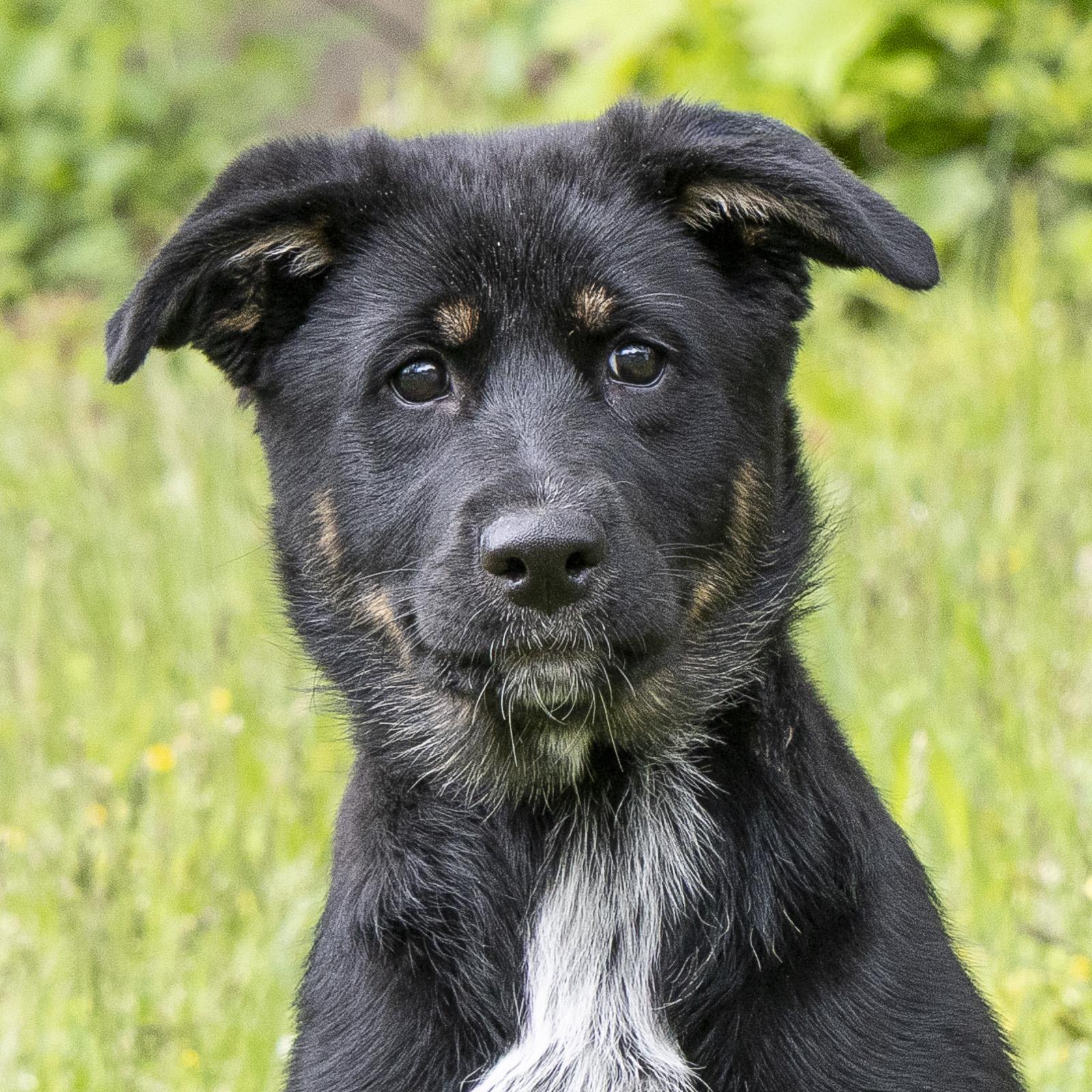 Paisley, adopted, Puppy Female German Shepherd Dog & Australian Shepherd.