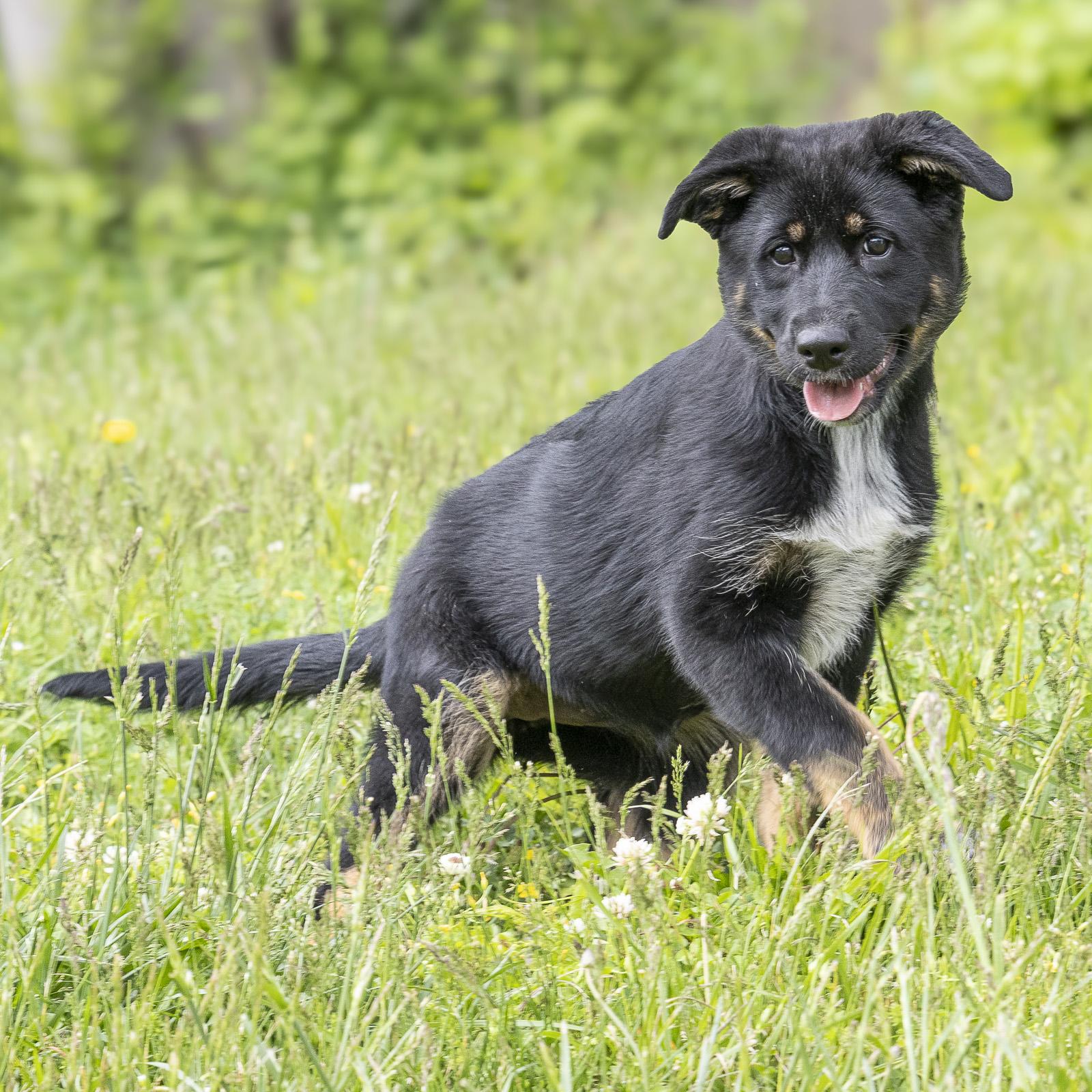 Enlarge Paisley, an adopted mixed breed in Stroudsburg, PA image 2/3