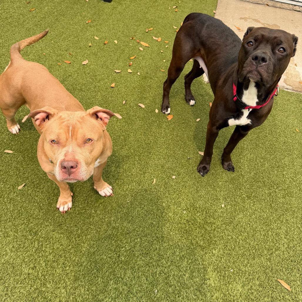 Maggie, Adoptable, Adult Female Mixed Breed.