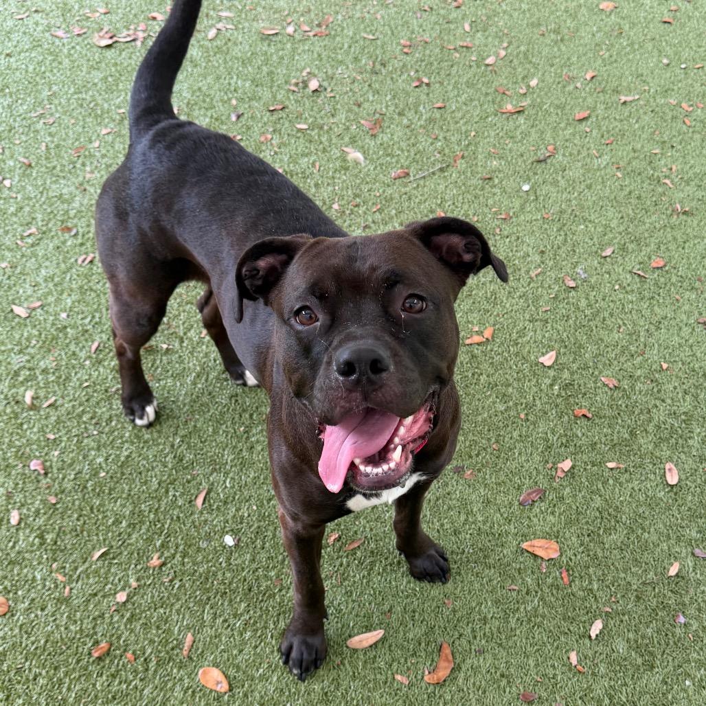 Enlarge Maggie, a Adoptable Mixed Breed in Titusville, FL image 2/6