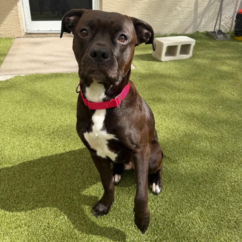 Enlarge Maggie, a Adoptable Mixed Breed in Titusville, FL image 2/4