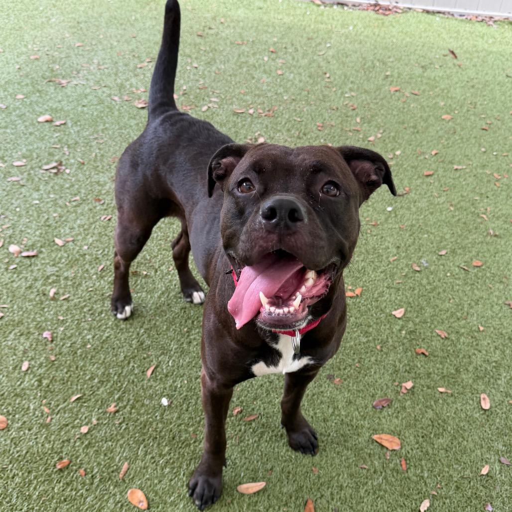Enlarge Maggie, a Adoptable Mixed Breed in Titusville, FL image 4/6