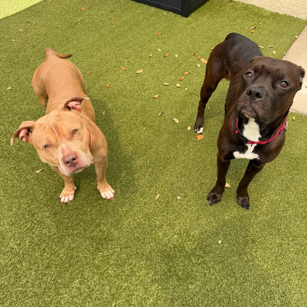 Enlarge Maggie, a Adoptable Mixed Breed in Titusville, FL image 3/4