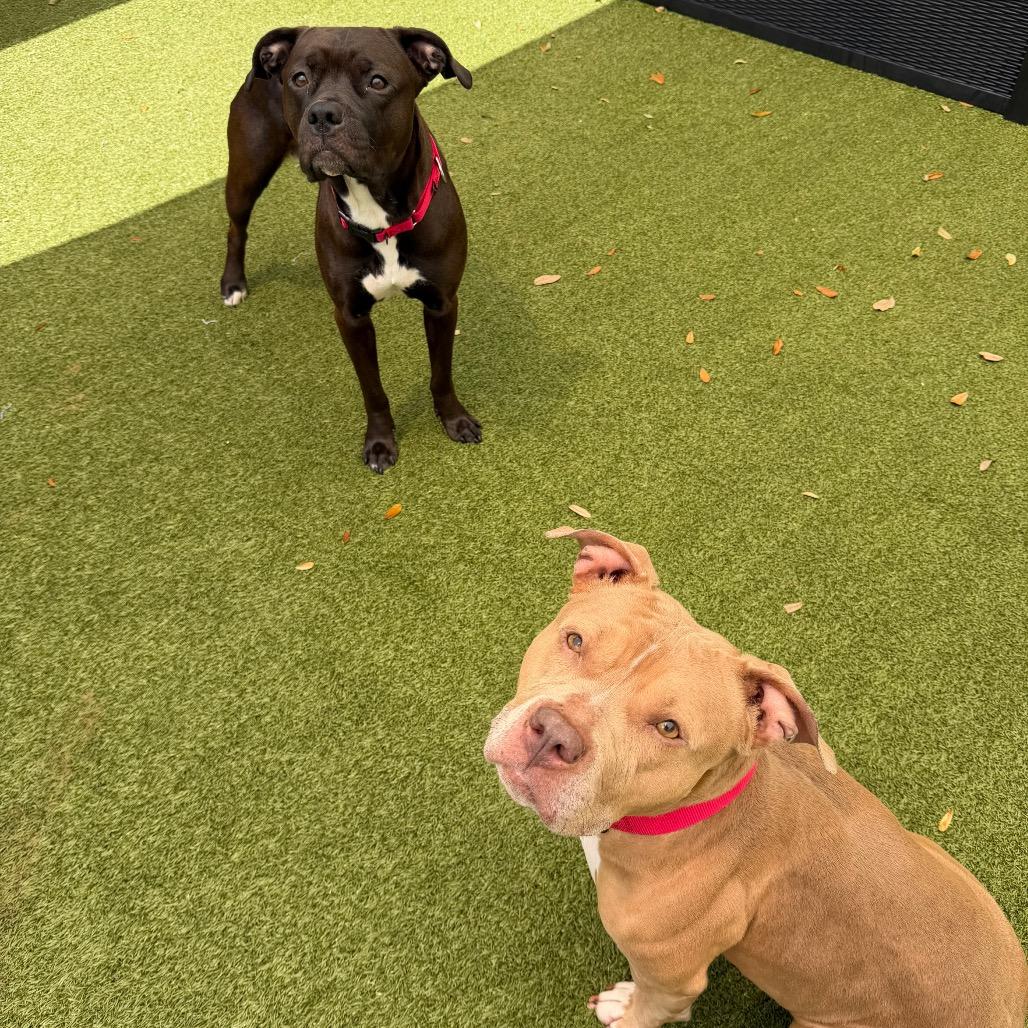 Enlarge Maggie, a Adoptable Mixed Breed in Titusville, FL image 4/4