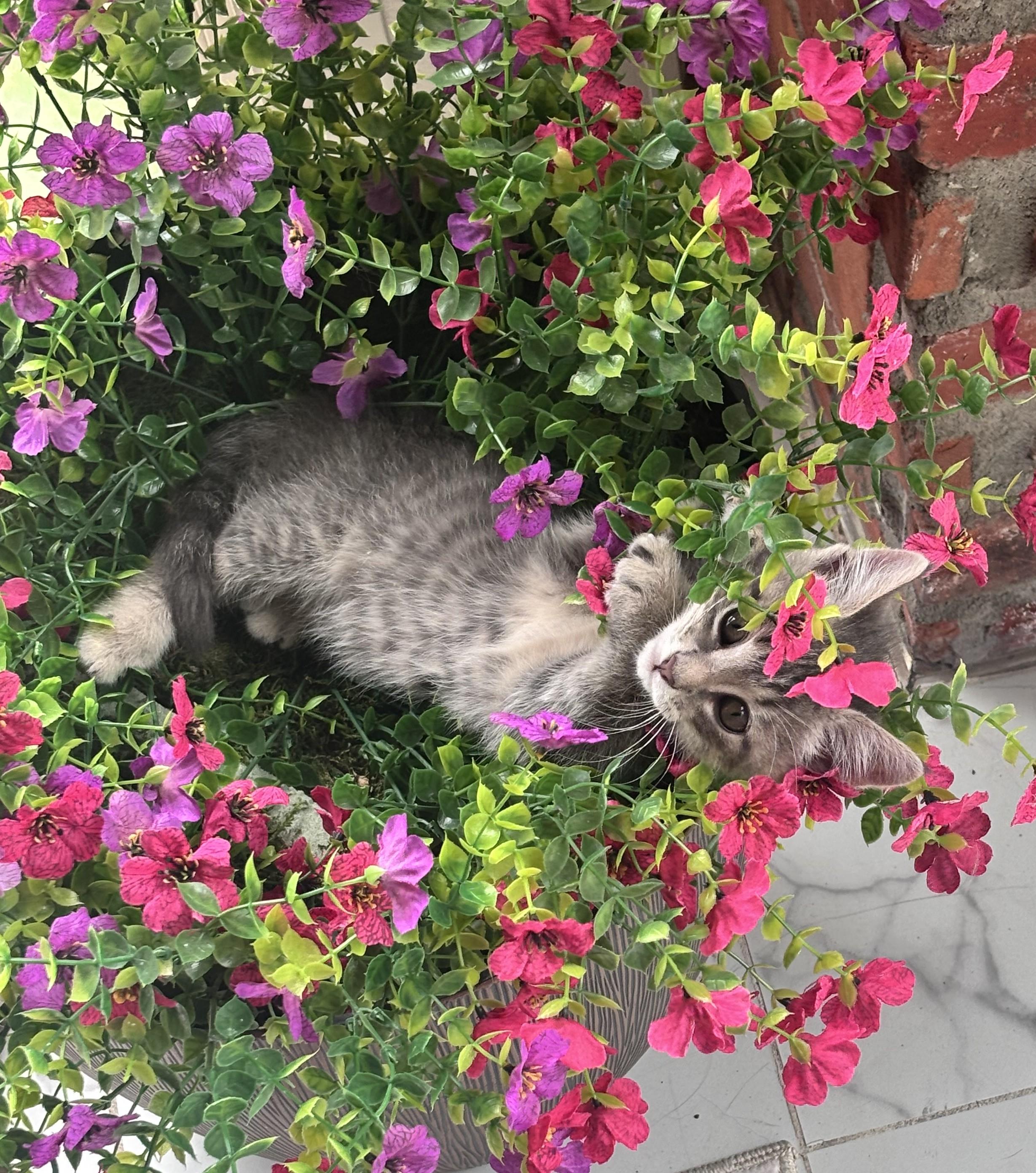 Michelin, an adopted Domestic Short Hair in Bentonville, AR image 3/3