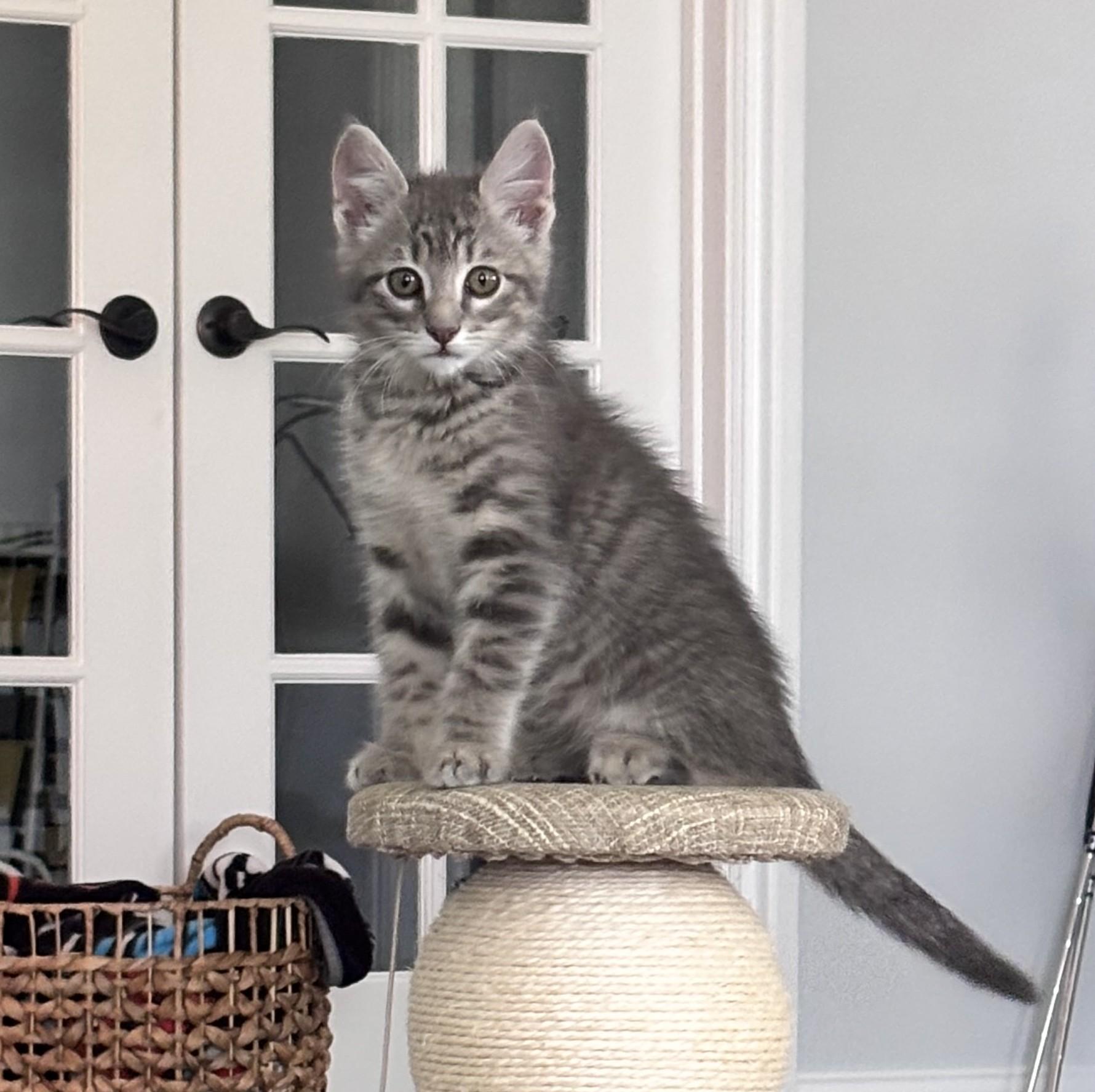 Michelin, an adopted Domestic Short Hair in Bentonville, AR image 2/3