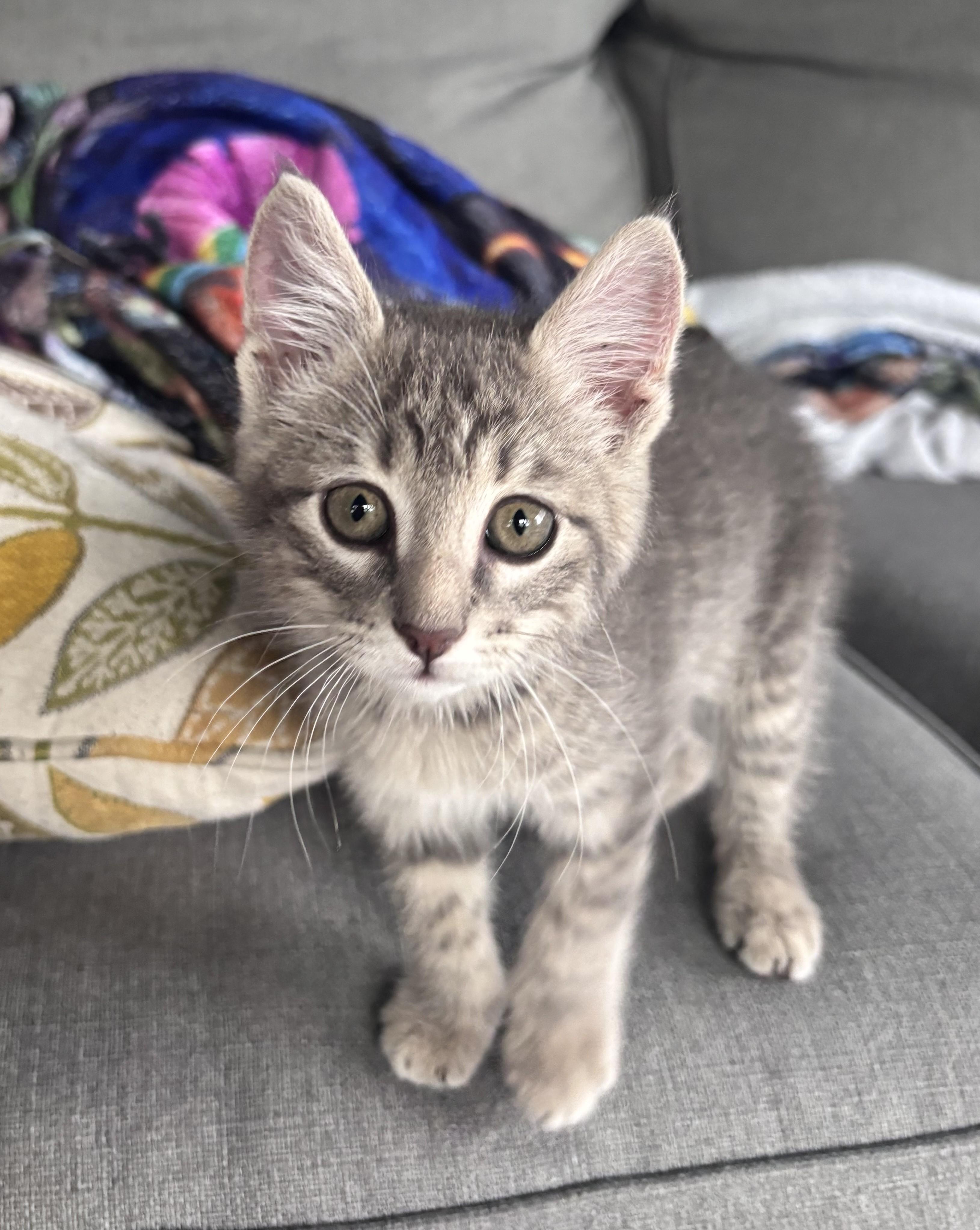 Michelin, adopted, Kitten Male Domestic Short Hair.