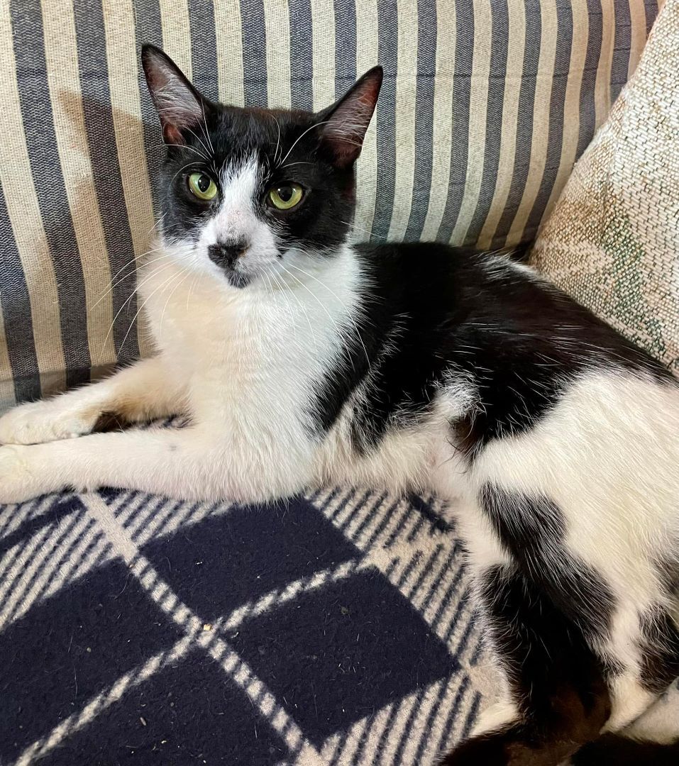 Delilah, Adoptable, Young Female Domestic Short Hair.