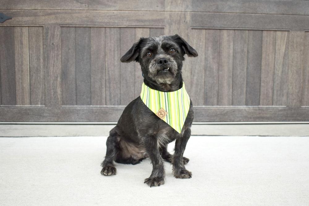 Perry, Adoptable, Young Male Shih Tzu & Poodle.