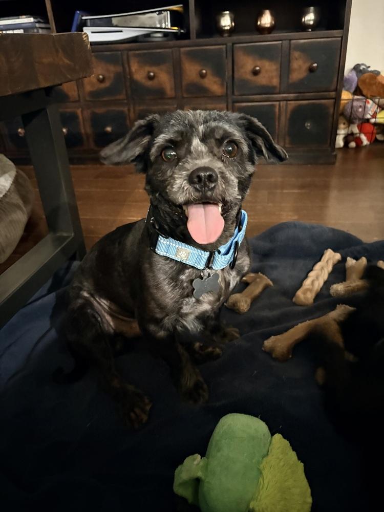 Enlarge Perry, a Adoptable mixed breed in Frisco, TX image 2/5