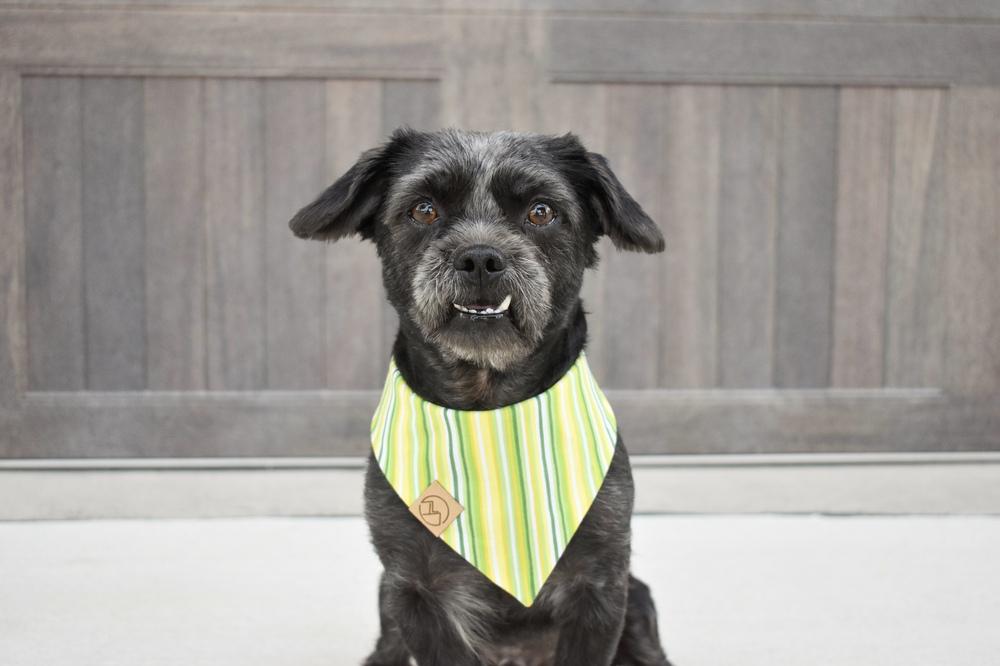 Enlarge Perry, a Adoptable mixed breed in Frisco, TX image 3/5