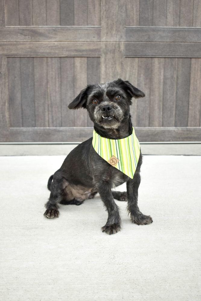 Enlarge Perry, a Adoptable mixed breed in Frisco, TX image 4/5