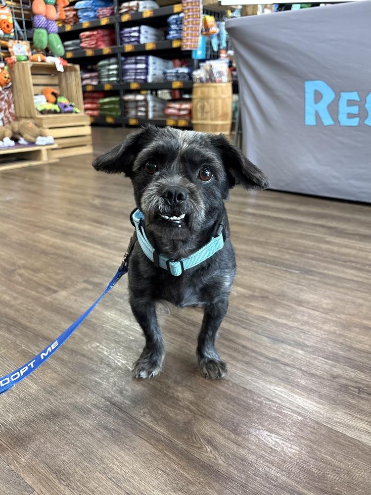 Enlarge Perry, a Adoptable mixed breed in Frisco, TX image 5/5
