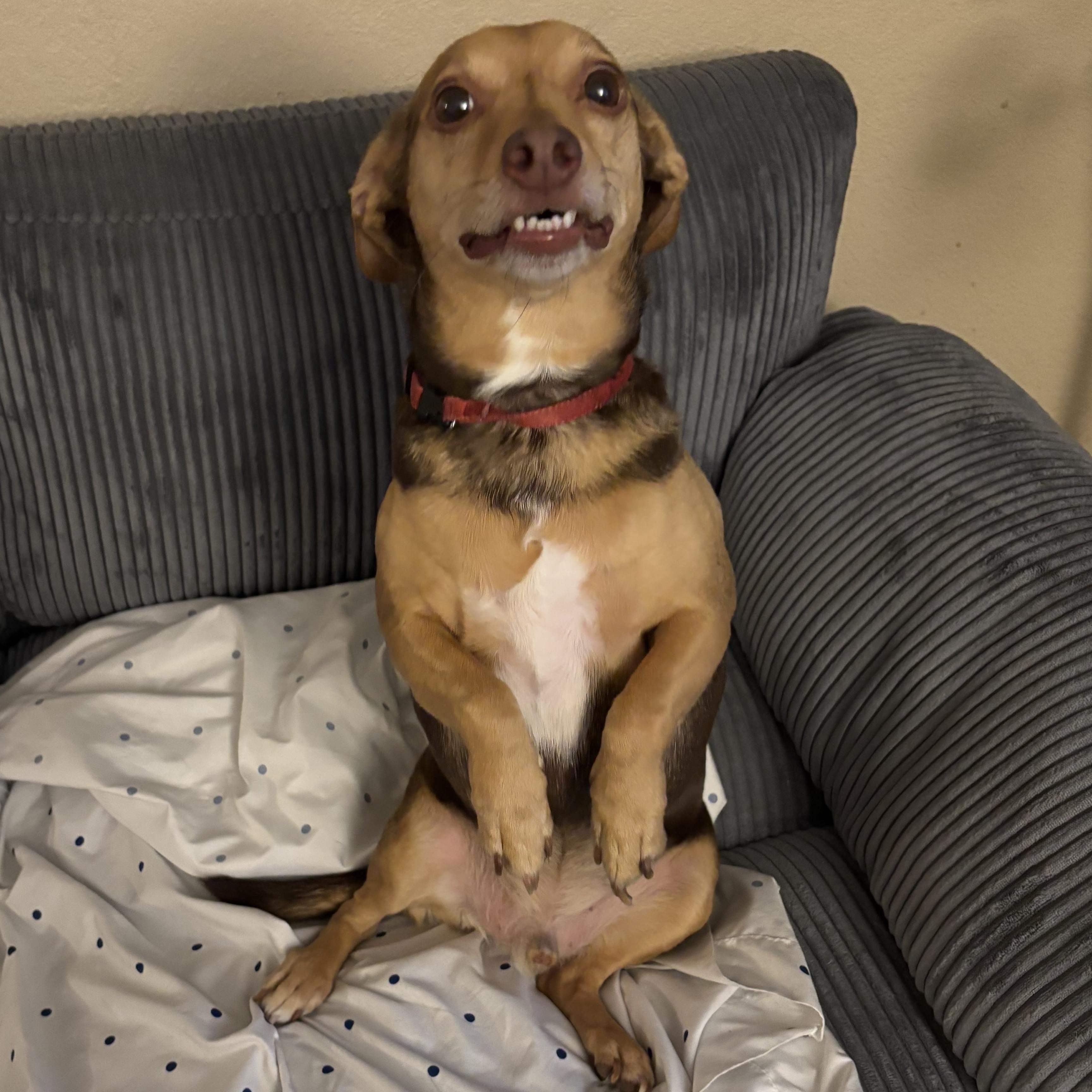 Butter Boy , an adopted mixed breed in Springfield, MO image 2/3