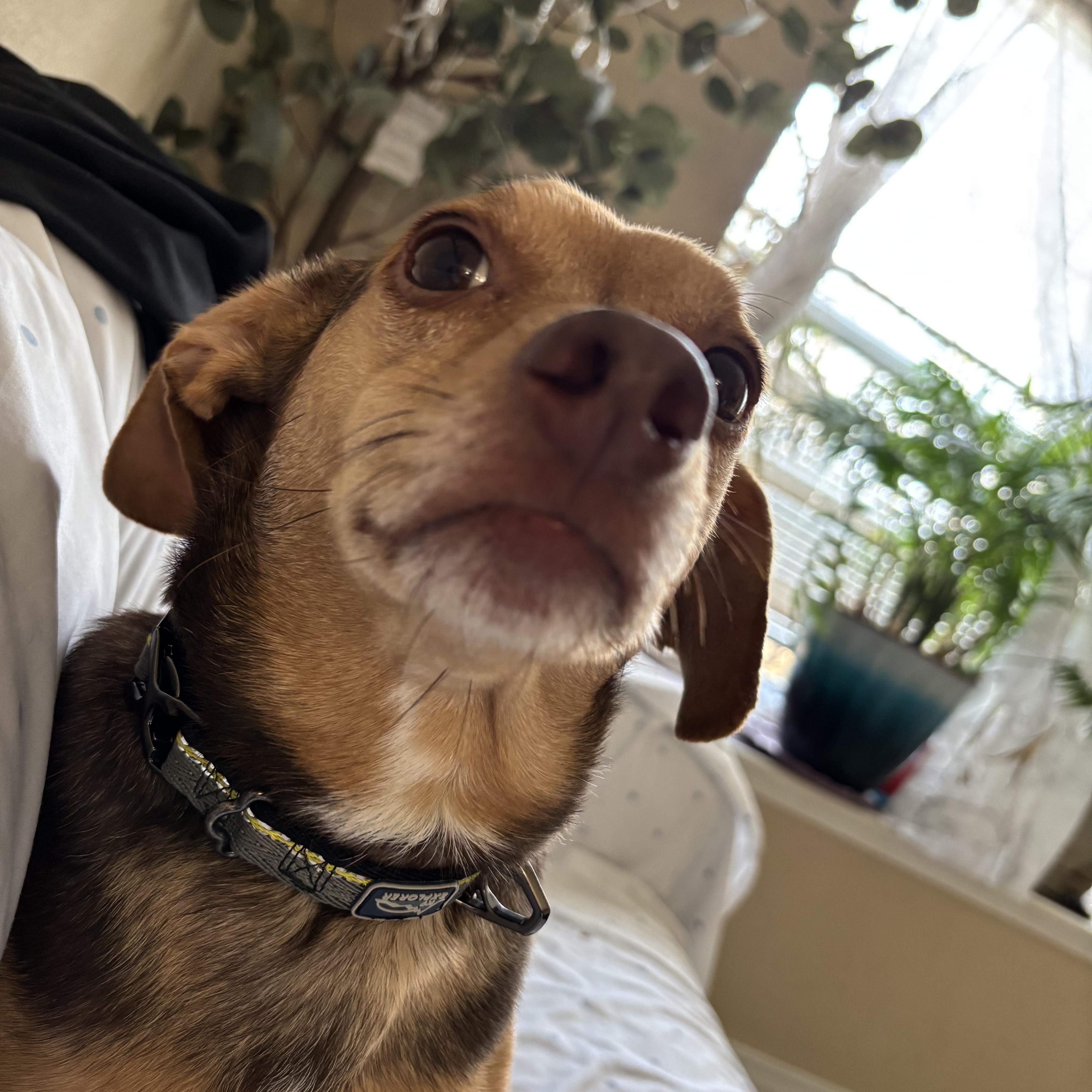 Butter Boy , an adopted mixed breed in Springfield, MO image 3/3