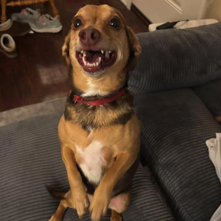 Butter Boy , an adopted mixed breed in Springfield, MO image 1/3