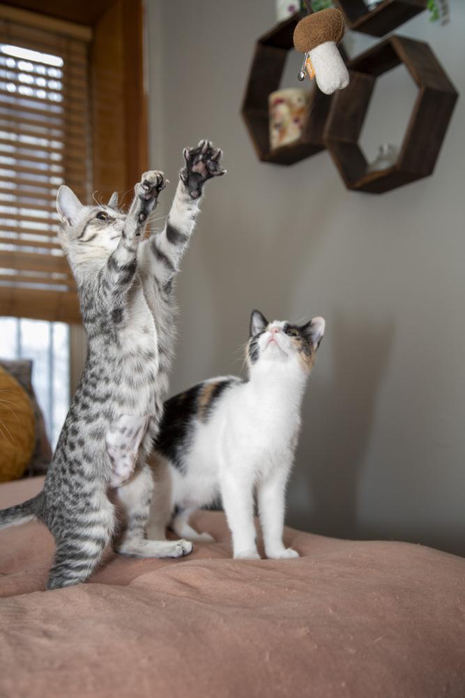 Enlarge Alicia Keys & Beyoncé, a Adoptable Domestic Short Hair in New York, NY image 2/6