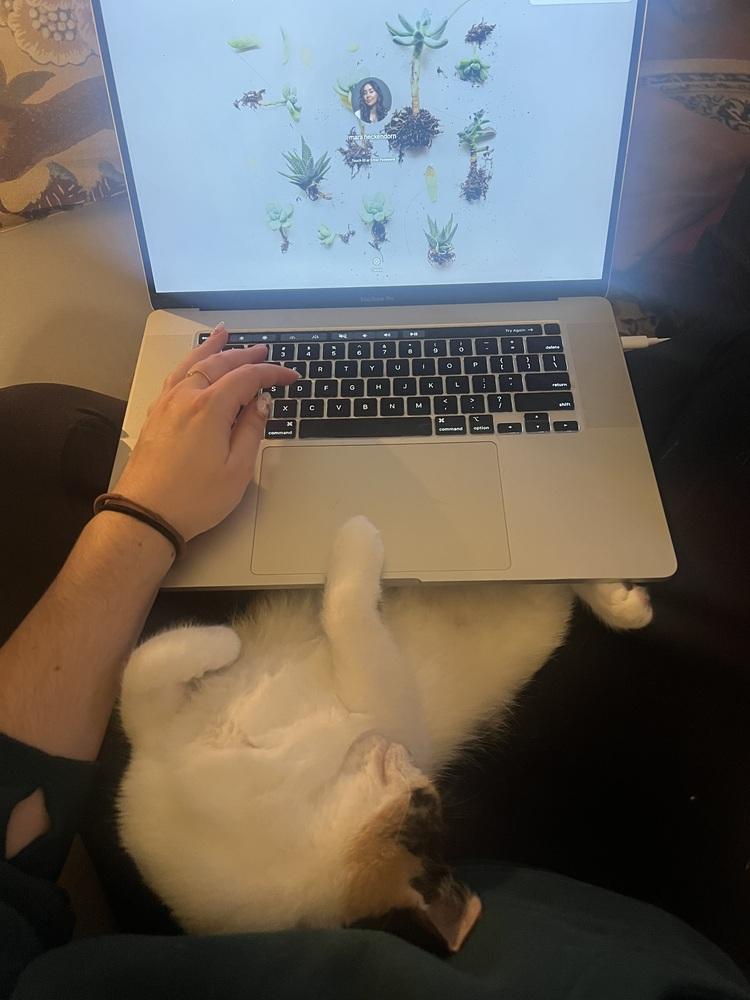 Enlarge Alicia Keys & Beyoncé, a Adoptable Domestic Short Hair in New York, NY image 5/6