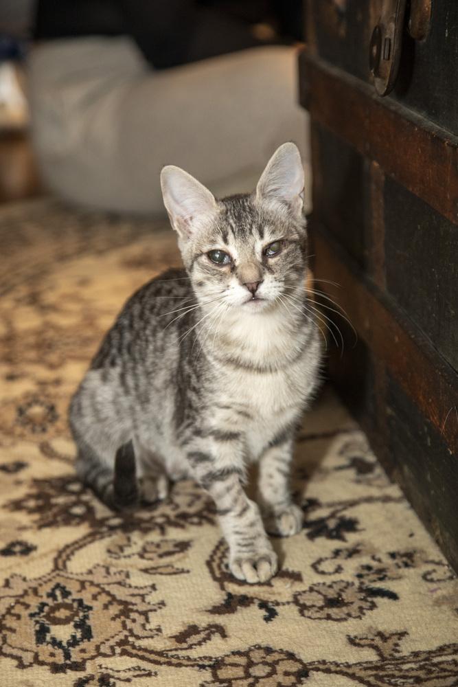 Enlarge Alicia Keys & Beyoncé, a Adoptable Domestic Short Hair in New York, NY image 6/6