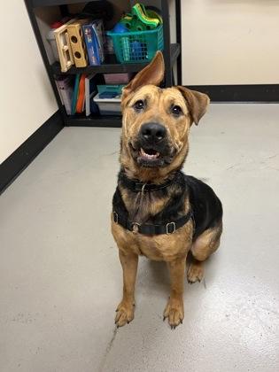 Lily, an adoptable Mixed Breed in Bellingham, WA, 98226 | Photo Image 3